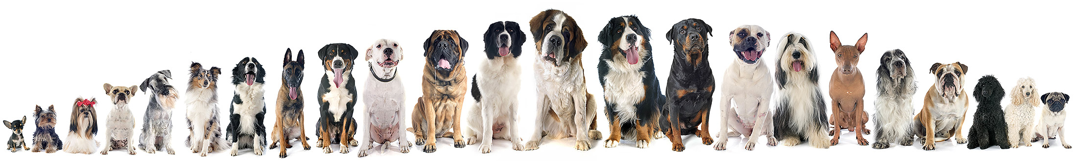 rushden dog walking rushden dog walking