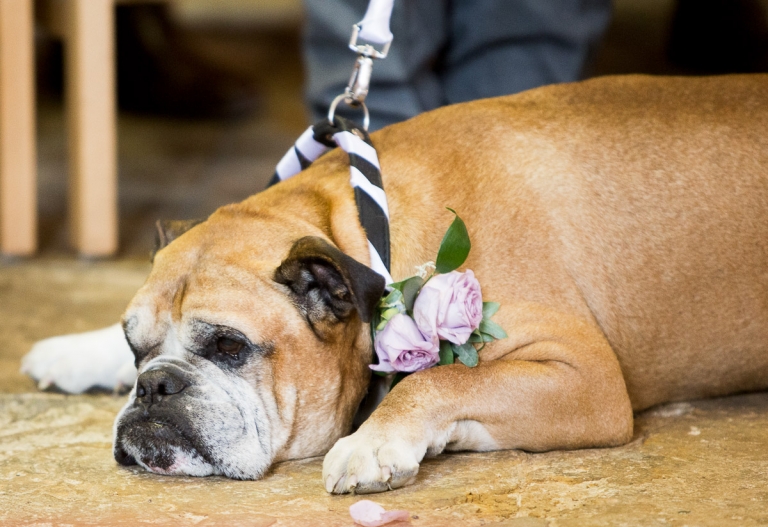 a dog at a wedding