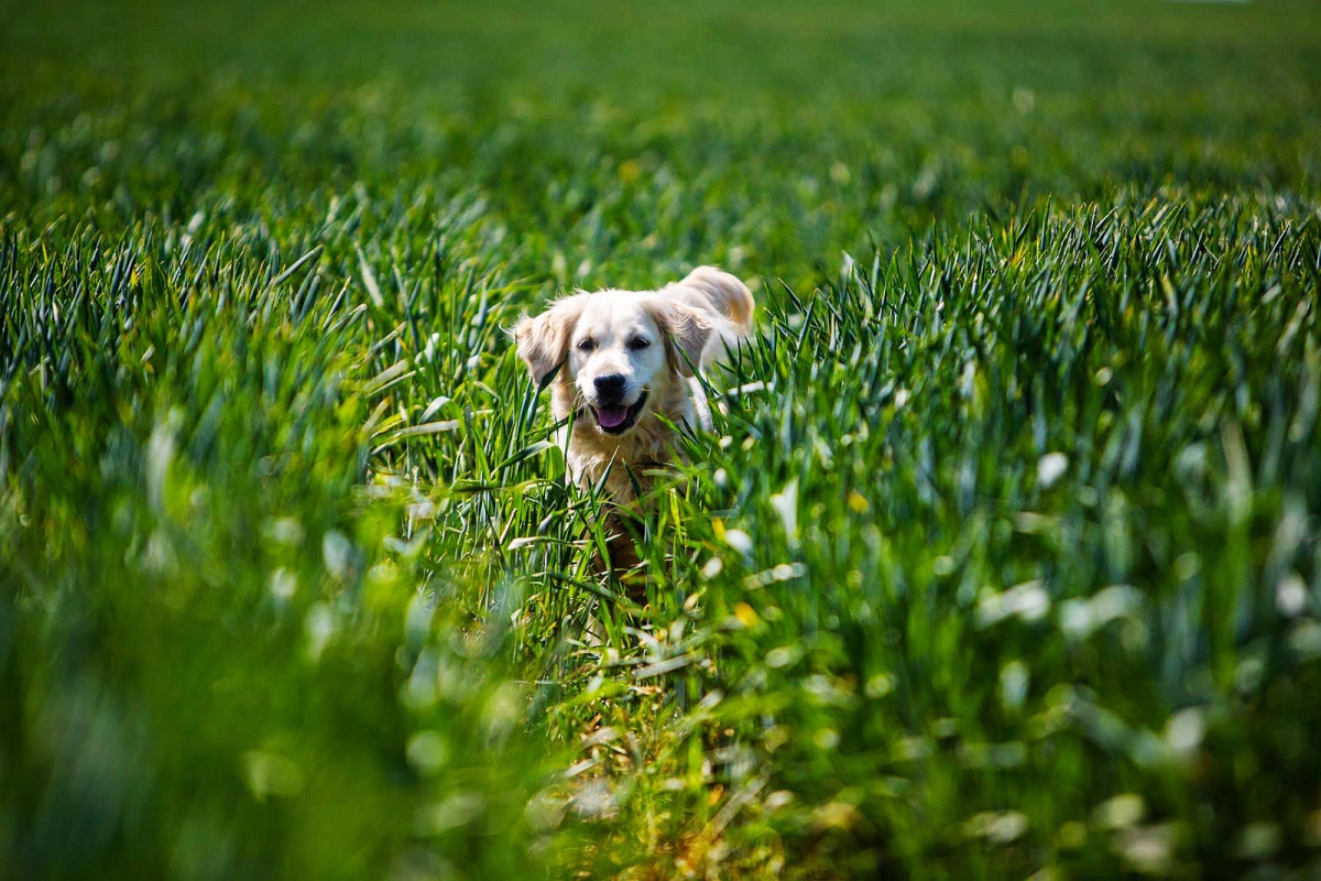 preventing-anxiety-in-dogs-after-coronavirus-lockdown-ends-walkies