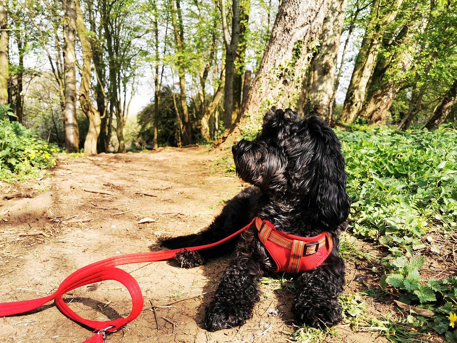 woody-in-the-woods