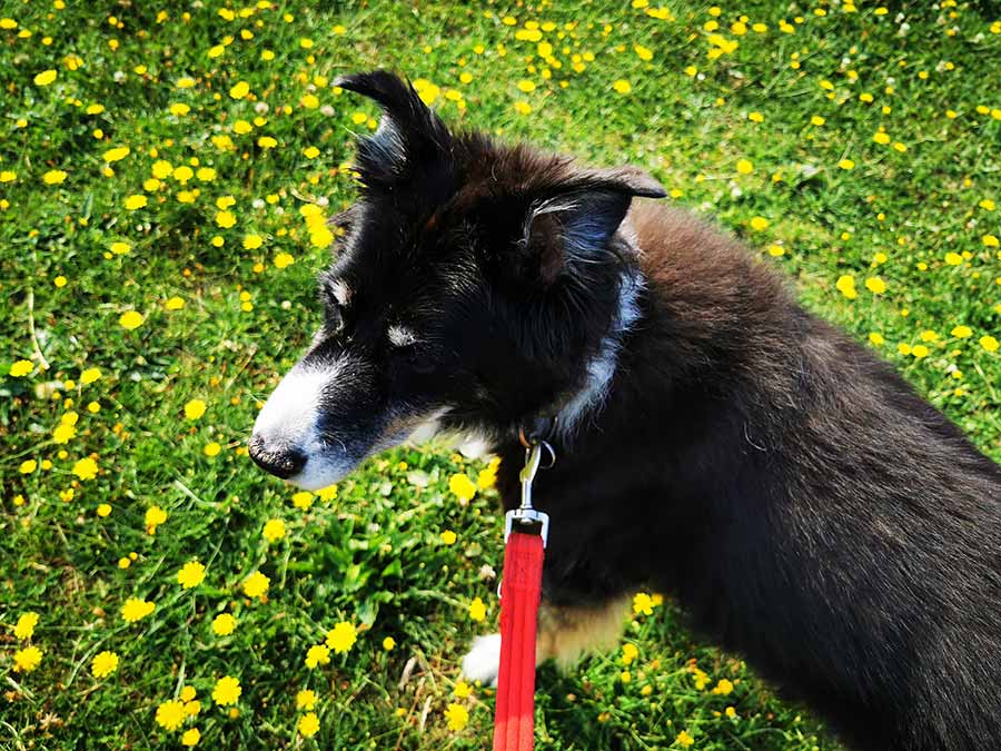 Higham Ferrers and Rushden dog walking » Walkies Higham Ferrers