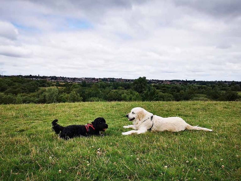 Higham Ferrers and Rushden dog walking » Walkies Higham Ferrers