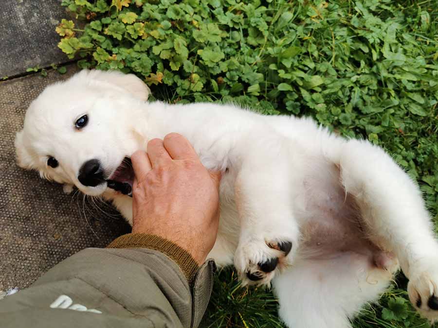 Higham Ferrers and Rushden dog walking » Walkies Higham Ferrers